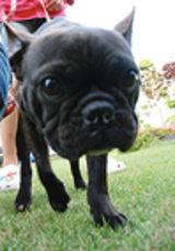 pucci.jpgのサムネール画像