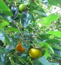 DSC_0127.jpgのサムネール画像