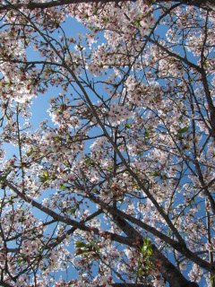桜・空.JPGのサムネール画像