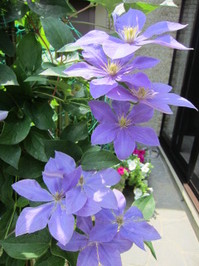 鉄線３.JPGのサムネール画像