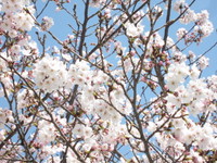 桜３.JPG