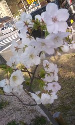 14Y桜1.jpg