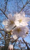 14Y桜3.jpg