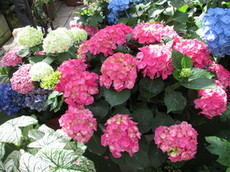 IMG_1119.JPGのサムネール画像