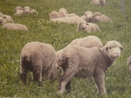 11051401.jpgのサムネール画像のサムネール画像のサムネール画像のサムネール画像