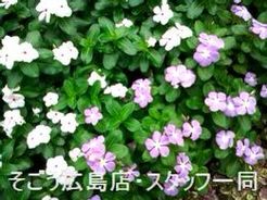 0709295.jpgのサムネール画像