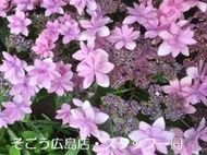 0707185.jpgのサムネール画像