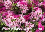 0705066.jpgのサムネール画像